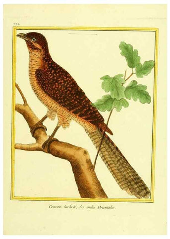 Reproducción/Reproduction 49640418062: Planches enluminées d'histoire naturelle. Paris? :s.n.,1765-1783?. 