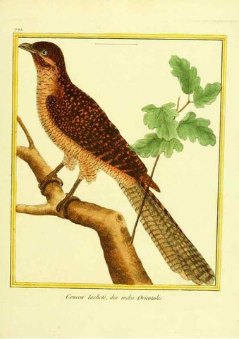 Reproducción/Reproduction 49640418062: Planches enluminées d'histoire naturelle. Paris? :s.n.,1765-1783?. 