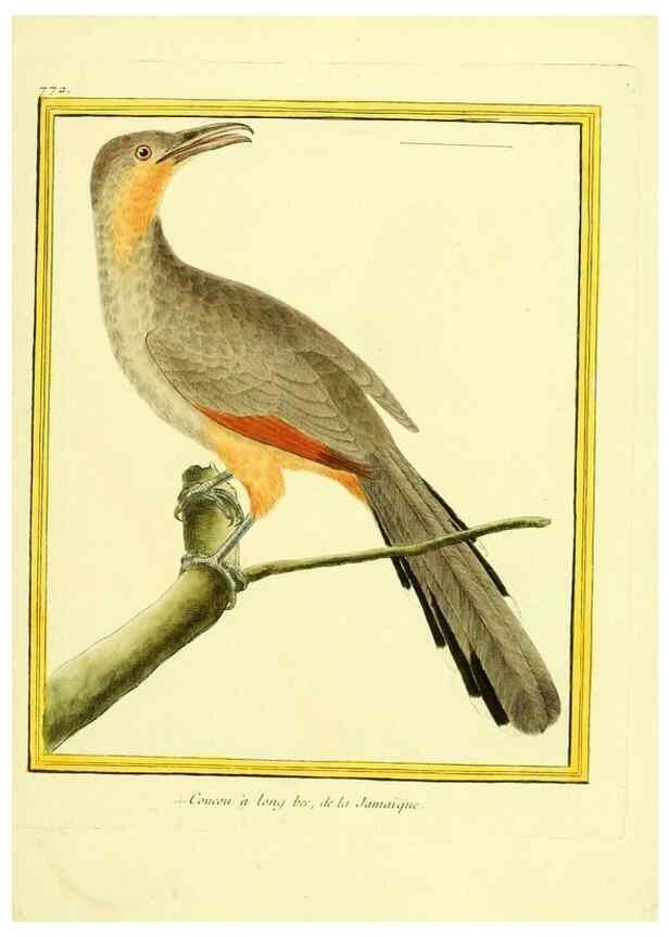 Reproducción/Reproduction 49640418232: Planches enluminées d'histoire naturelle. Paris? :s.n.,1765-1783?. 