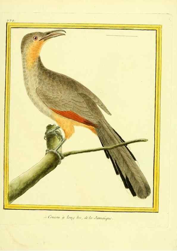 Reproducción/Reproduction 49640418232: Planches enluminées d'histoire naturelle. Paris? :s.n.,1765-1783?. 