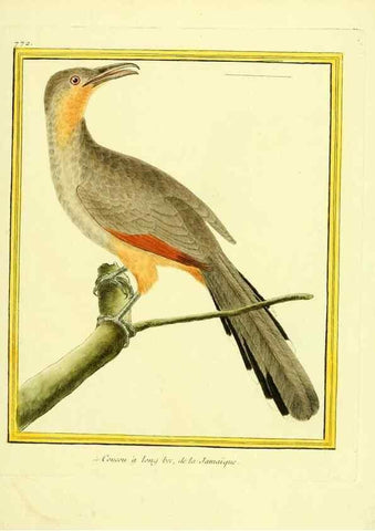 Reproducción/Reproduction 49640418232: Planches enluminées d'histoire naturelle. Paris? :s.n.,1765-1783?. 