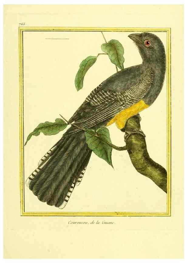 Reproducción/Reproduction 49640143931: Planches enluminées d'histoire naturelle. Paris? :s.n.,1765-1783?. 