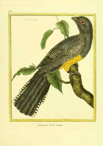 Reproducción/Reproduction 49640143931: Planches enluminées d'histoire naturelle. Paris? :s.n.,1765-1783?. 