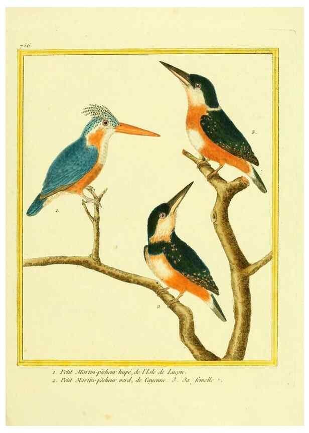 Reproducción/Reproduction 49640414667: Planches enluminées d'histoire naturelle. Paris? :s.n.,1765-1783?. 