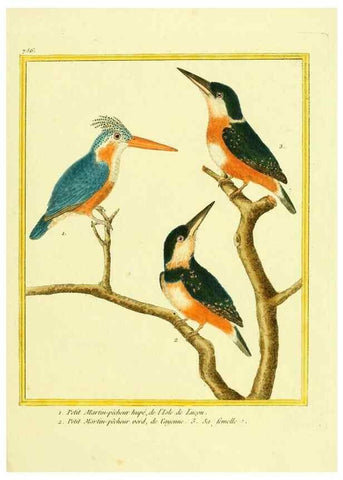 Reproducción/Reproduction 49640414667: Planches enluminées d'histoire naturelle. Paris? :s.n.,1765-1783?. 