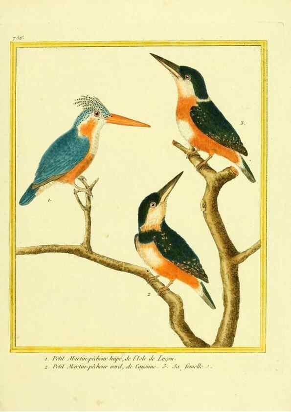 Reproducción/Reproduction 49640414667: Planches enluminées d'histoire naturelle. Paris? :s.n.,1765-1783?. 