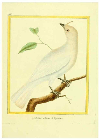 Reproducción/Reproduction 49640152151: Planches enluminées d'histoire naturelle. Paris? :s.n.,1765-1783?. 