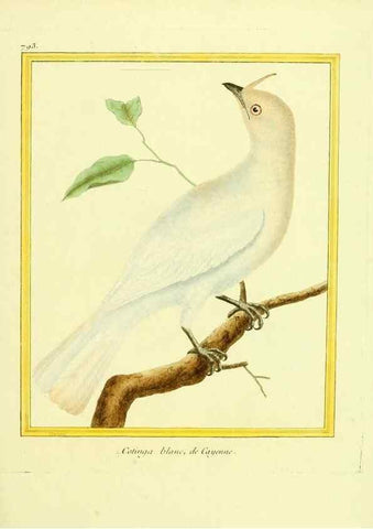 Reproducción/Reproduction 49640152151: Planches enluminées d'histoire naturelle. Paris? :s.n.,1765-1783?. 