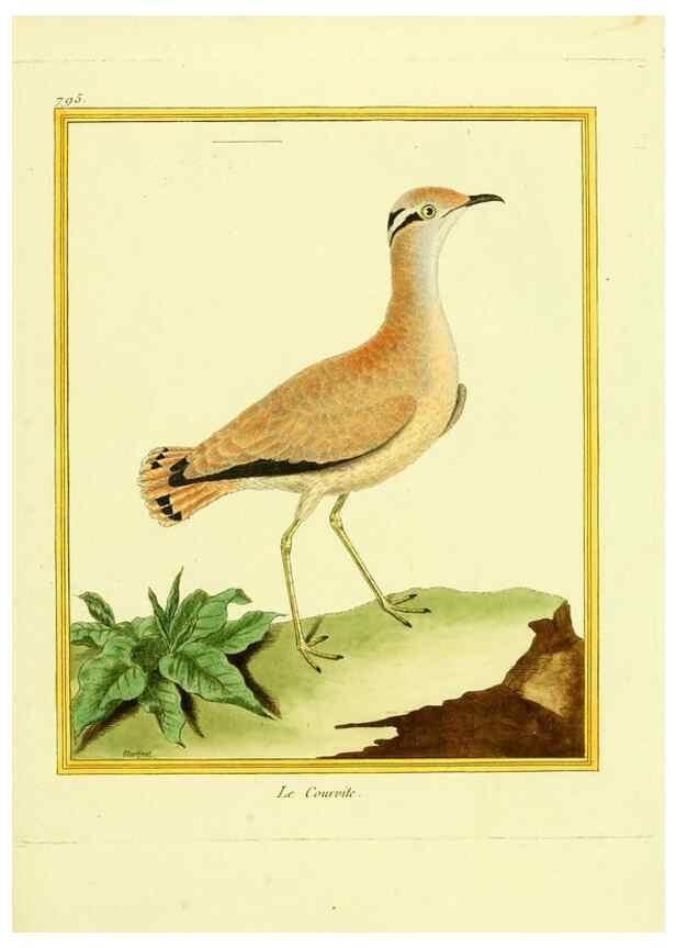 Reproducción/Reproduction 49640425717: Planches enluminées d'histoire naturelle. Paris? :s.n.,1765-1783?. 