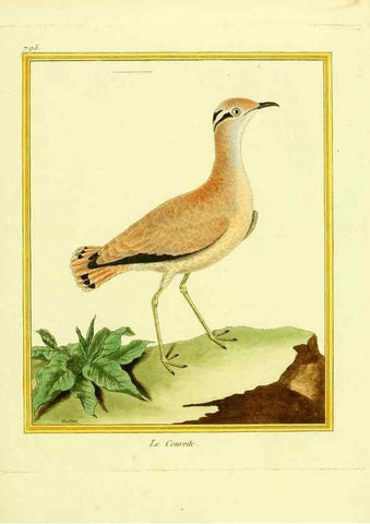 Reproducción/Reproduction 49640425717: Planches enluminées d'histoire naturelle. Paris? :s.n.,1765-1783?. 