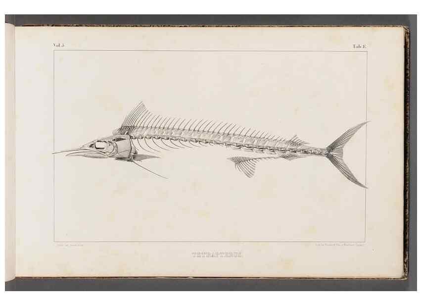 Reproducción/Reproduction 49639767103: Recherches sur les poissons fossiles ... /. Neuchatel :Petitpierre,1833-43.. 