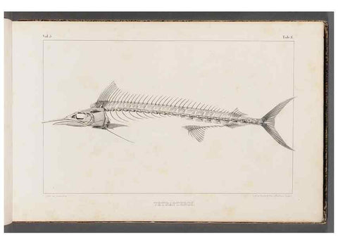 Reproducción/Reproduction 49639767103: Recherches sur les poissons fossiles ... /. Neuchatel :Petitpierre,1833-43.. 