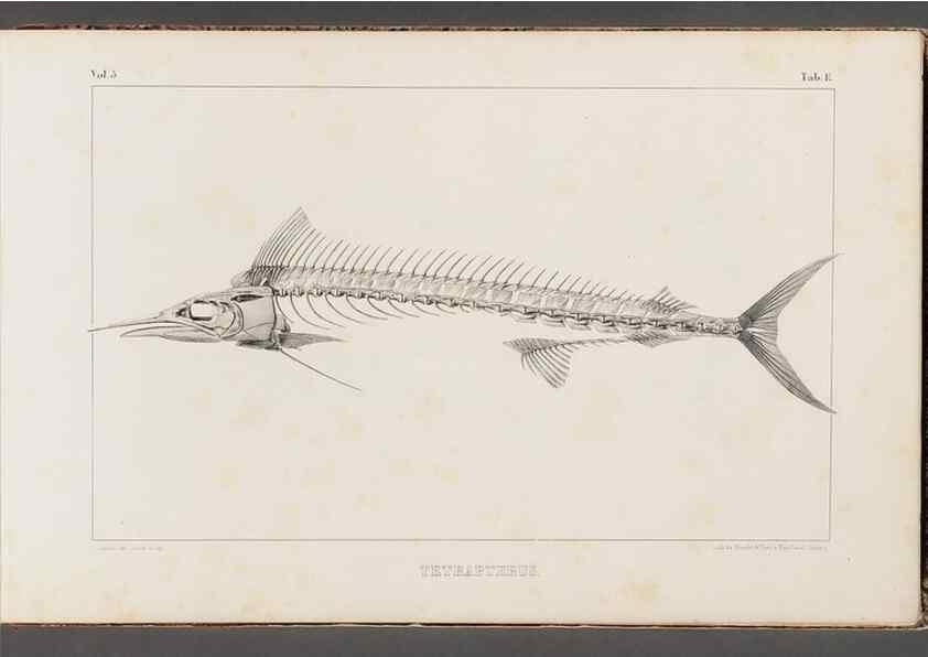 Reproducción/Reproduction 49639767103: Recherches sur les poissons fossiles ... /. Neuchatel :Petitpierre,1833-43.. 