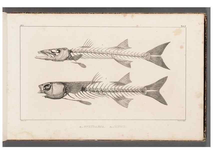 Reproducción/Reproduction 49640563627: Recherches sur les poissons fossiles ... /. Neuchatel :Petitpierre,1833-43.. 