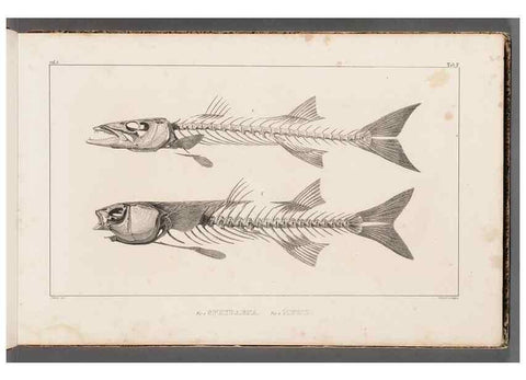 Reproducción/Reproduction 49640563627: Recherches sur les poissons fossiles ... /. Neuchatel :Petitpierre,1833-43.. 