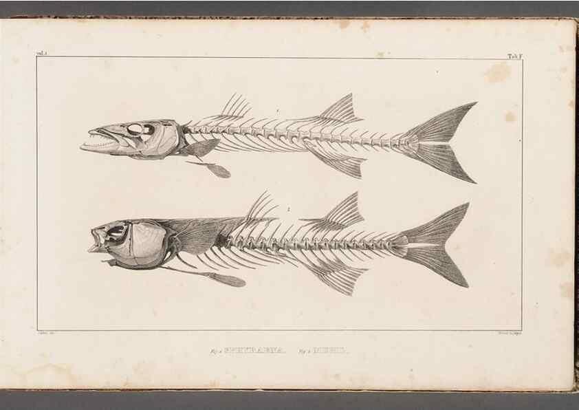 Reproducción/Reproduction 49640563627: Recherches sur les poissons fossiles ... /. Neuchatel :Petitpierre,1833-43.. 