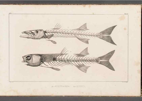 Reproducción/Reproduction 49640563627: Recherches sur les poissons fossiles ... /. Neuchatel :Petitpierre,1833-43.. 