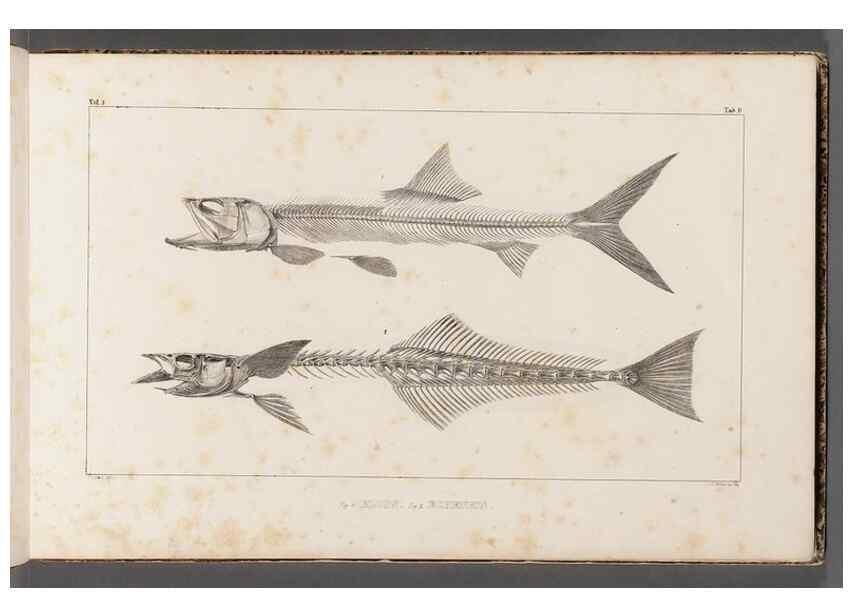 Reproducción/Reproduction 49640291271: Recherches sur les poissons fossiles ... /. Neuchatel :Petitpierre,1833-43.. 