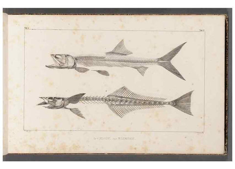 Reproducción/Reproduction 49640291271: Recherches sur les poissons fossiles ... /. Neuchatel :Petitpierre,1833-43.. 