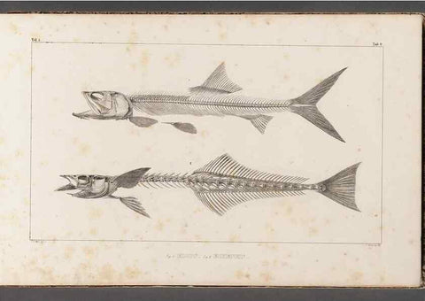 Reproducción/Reproduction 49640291271: Recherches sur les poissons fossiles ... /. Neuchatel :Petitpierre,1833-43.. 