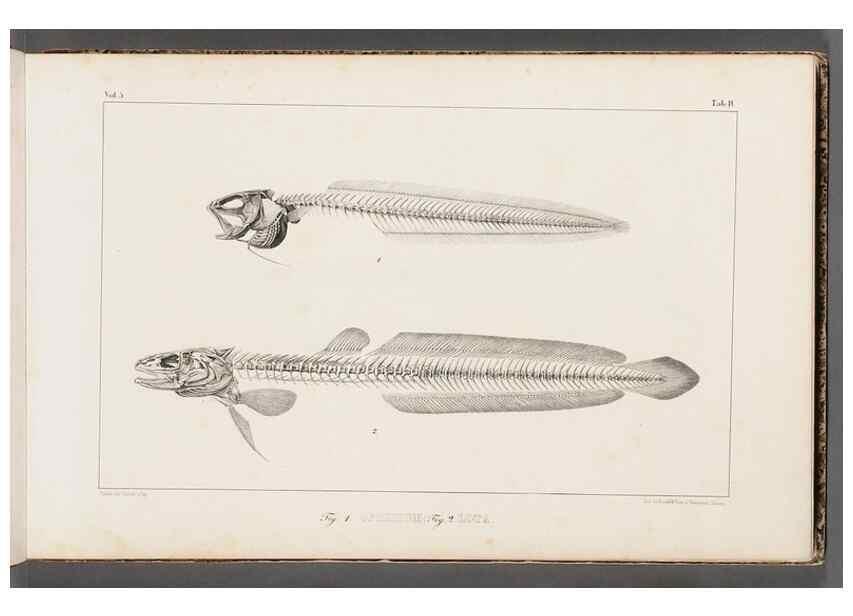 Reproducción/Reproduction 49640291571: Recherches sur les poissons fossiles ... /. Neuchatel :Petitpierre,1833-43.. 