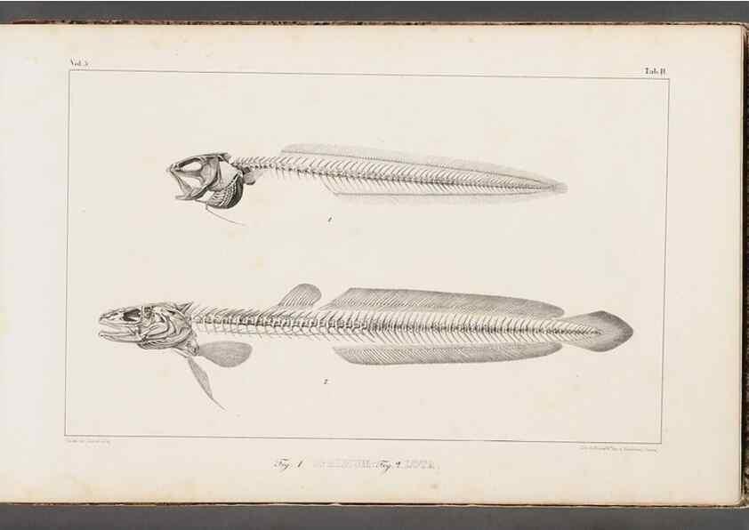 Reproducción/Reproduction 49640291571: Recherches sur les poissons fossiles ... /. Neuchatel :Petitpierre,1833-43.. 