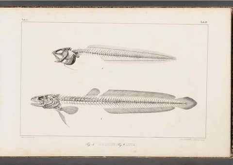 Reproducción/Reproduction 49640291571: Recherches sur les poissons fossiles ... /. Neuchatel :Petitpierre,1833-43.. 