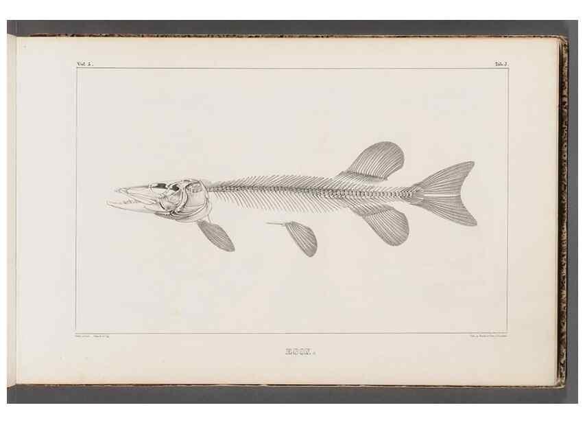 Reproducción/Reproduction 49640564552: Recherches sur les poissons fossiles ... /. Neuchatel :Petitpierre,1833-43.. 