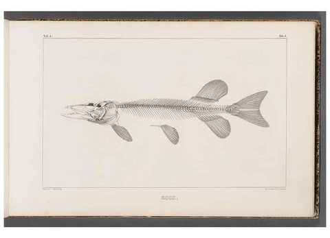 Reproducción/Reproduction 49640564552: Recherches sur les poissons fossiles ... /. Neuchatel :Petitpierre,1833-43.. 