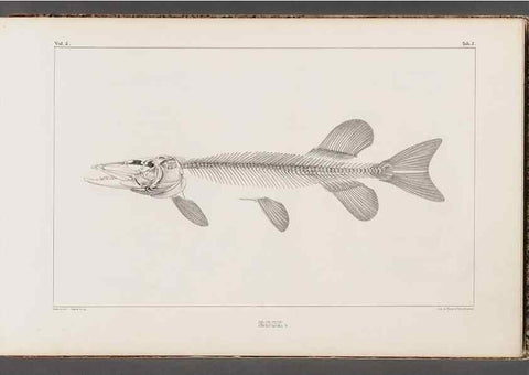 Reproducción/Reproduction 49640564552: Recherches sur les poissons fossiles ... /. Neuchatel :Petitpierre,1833-43.. 