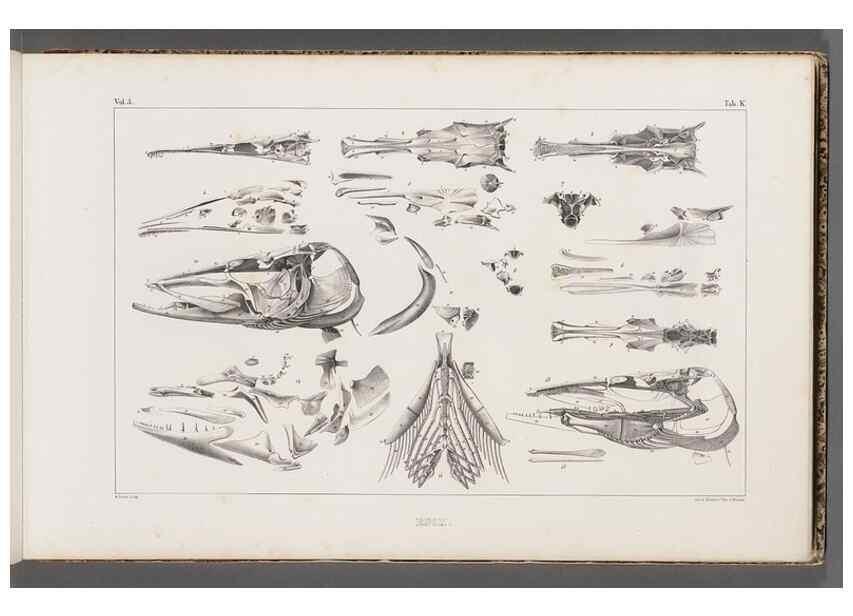 Reproducción/Reproduction 49639768408: Recherches sur les poissons fossiles ... /. Neuchatel :Petitpierre,1833-43.. 