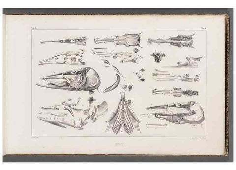 Reproducción/Reproduction 49639768408: Recherches sur les poissons fossiles ... /. Neuchatel :Petitpierre,1833-43.. 