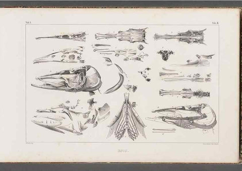 Reproducción/Reproduction 49639768408: Recherches sur les poissons fossiles ... /. Neuchatel :Petitpierre,1833-43.. 