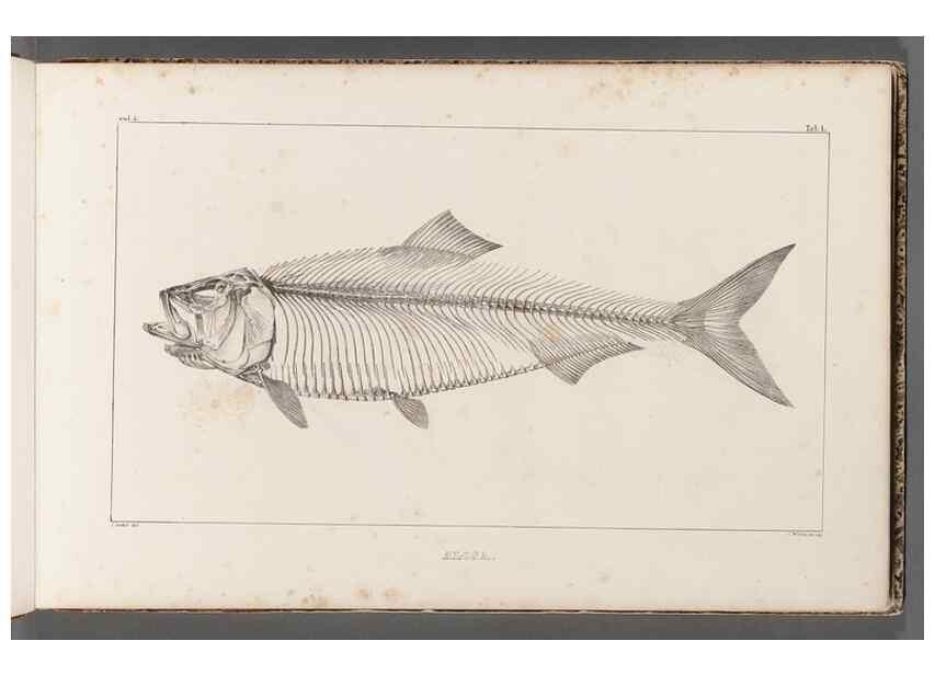 Reproducción/Reproduction 49640565202: Recherches sur les poissons fossiles ... /. Neuchatel :Petitpierre,1833-43.. 