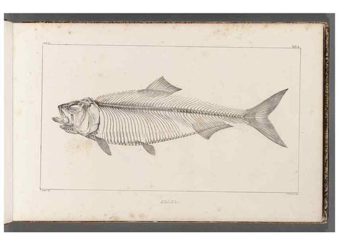 Reproducción/Reproduction 49640565202: Recherches sur les poissons fossiles ... /. Neuchatel :Petitpierre,1833-43.. 