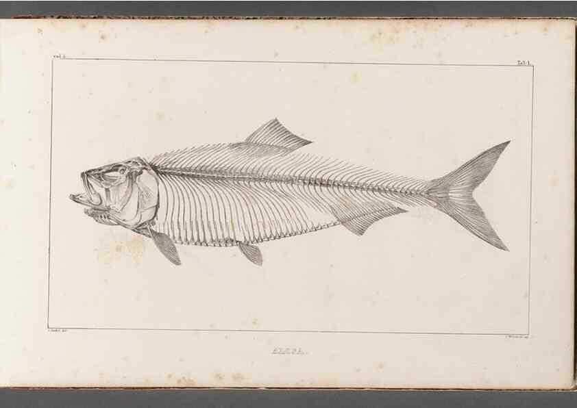 Reproducción/Reproduction 49640565202: Recherches sur les poissons fossiles ... /. Neuchatel :Petitpierre,1833-43.. 