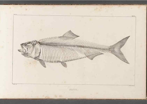 Reproducción/Reproduction 49640565202: Recherches sur les poissons fossiles ... /. Neuchatel :Petitpierre,1833-43.. 