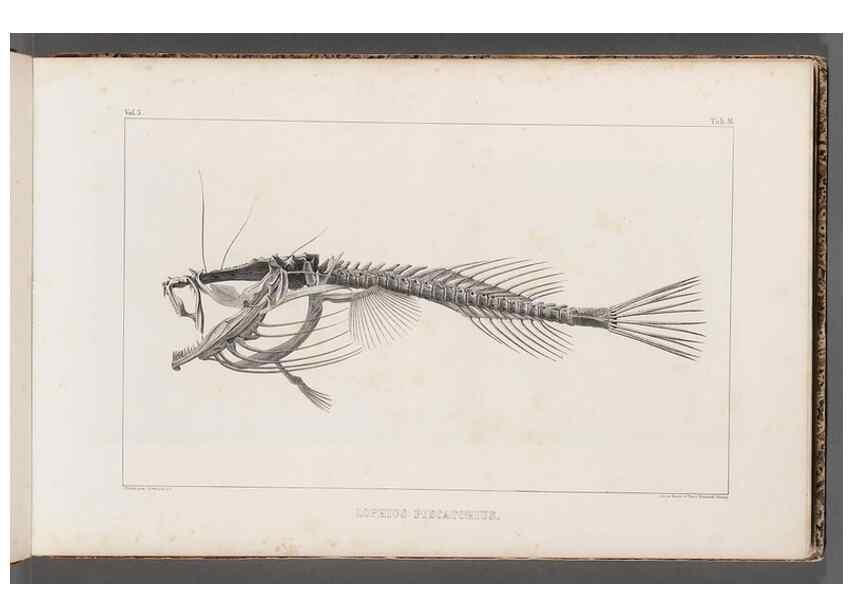 Reproducción/Reproduction 49639769138: Recherches sur les poissons fossiles ... /. Neuchatel :Petitpierre,1833-43.. 