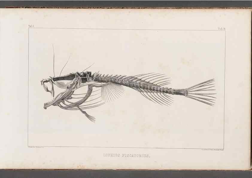 Reproducción/Reproduction 49639769138: Recherches sur les poissons fossiles ... /. Neuchatel :Petitpierre,1833-43.. 