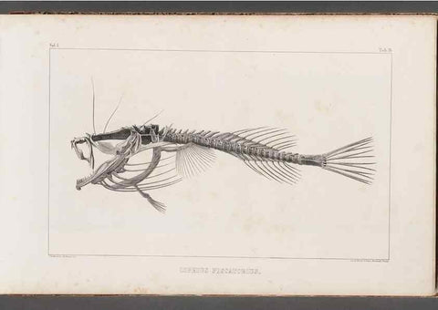 Reproducción/Reproduction 49639769138: Recherches sur les poissons fossiles ... /. Neuchatel :Petitpierre,1833-43.. 