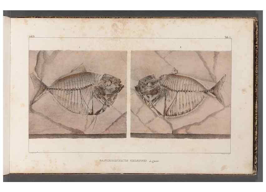 Reproducción/Reproduction 49640565802: Recherches sur les poissons fossiles ... /. Neuchatel :Petitpierre,1833-43.. 