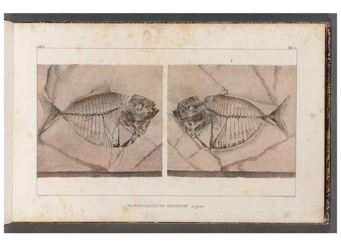 Reproducción/Reproduction 49640565802: Recherches sur les poissons fossiles ... /. Neuchatel :Petitpierre,1833-43.. 