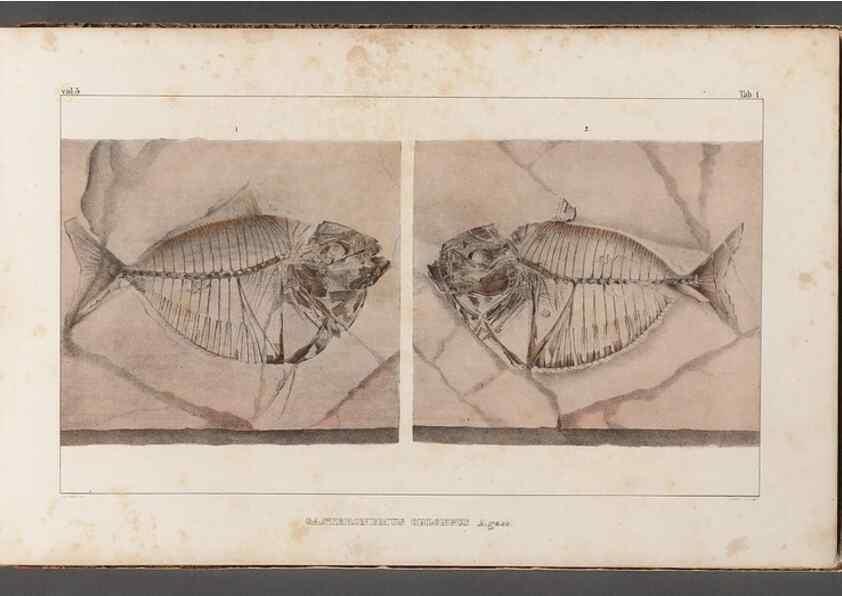 Reproducción/Reproduction 49640565802: Recherches sur les poissons fossiles ... /. Neuchatel :Petitpierre,1833-43.. 