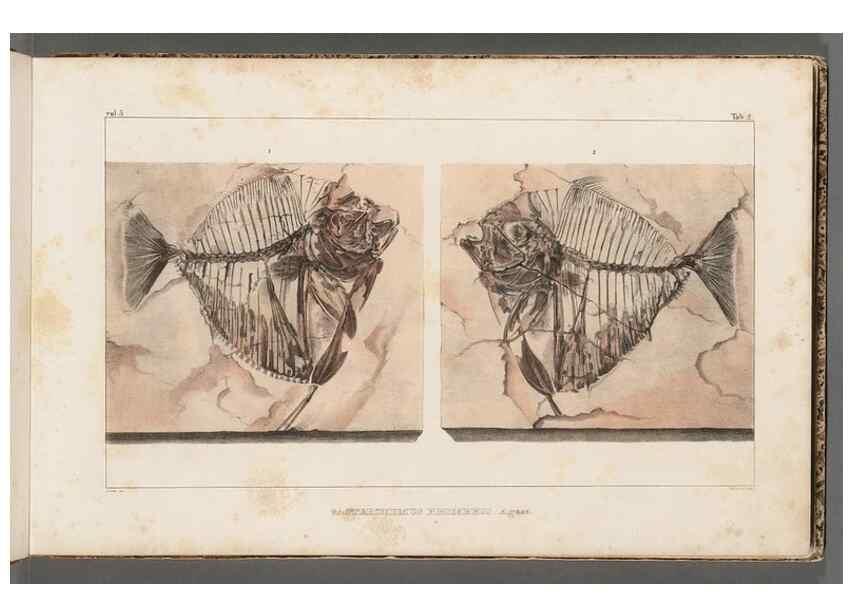 Reproducción/Reproduction 49640293506: Recherches sur les poissons fossiles ... /. Neuchatel :Petitpierre,1833-43.. 