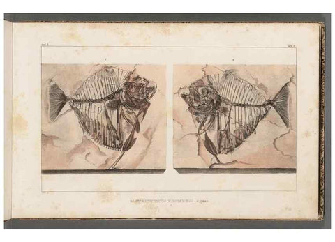 Reproducción/Reproduction 49640293506: Recherches sur les poissons fossiles ... /. Neuchatel :Petitpierre,1833-43.. 
