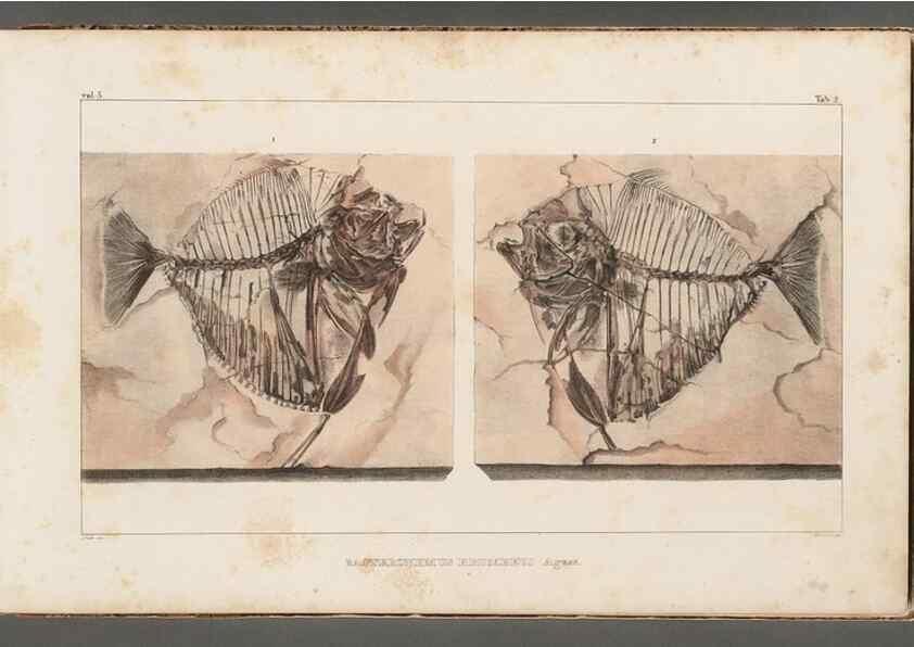 Reproducción/Reproduction 49640293506: Recherches sur les poissons fossiles ... /. Neuchatel :Petitpierre,1833-43.. 