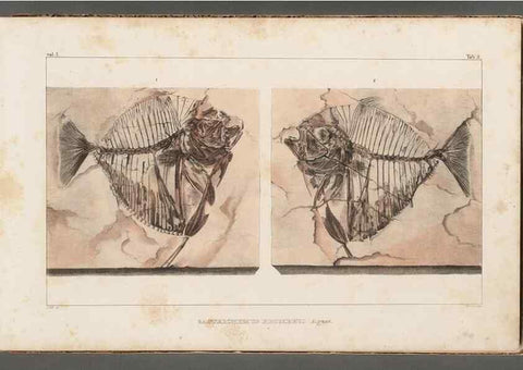 Reproducción/Reproduction 49640293506: Recherches sur les poissons fossiles ... /. Neuchatel :Petitpierre,1833-43.. 