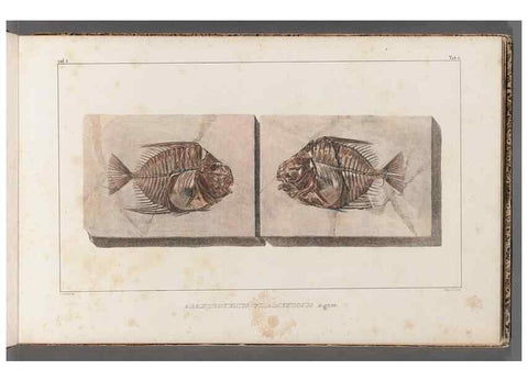 Reproducción/Reproduction 49639770113: Recherches sur les poissons fossiles ... /. Neuchatel :Petitpierre,1833-43.. 