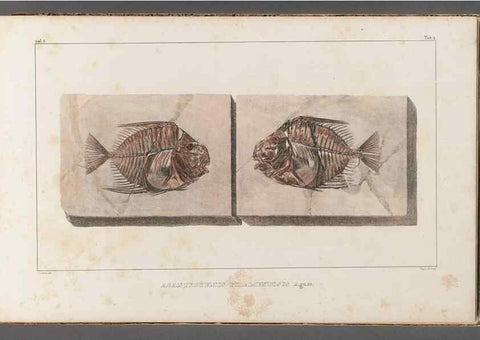 Reproducción/Reproduction 49639770113: Recherches sur les poissons fossiles ... /. Neuchatel :Petitpierre,1833-43.. 