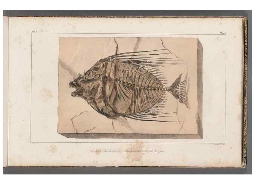Reproducción/Reproduction 49639770443: Recherches sur les poissons fossiles ... /. Neuchatel :Petitpierre,1833-43.. 